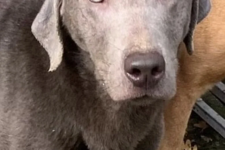 Labrador Retriever - Dogs