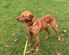 Labrador Retriever - Dogs