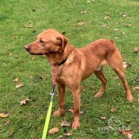 Labrador Retriever - Dogs