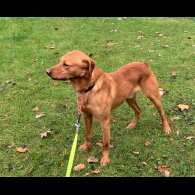 Labrador Retriever - Dogs