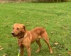 Labrador Retriever - Dogs