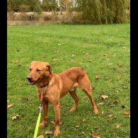 Labrador Retriever - Dogs