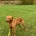 Labrador Retriever - Dogs
