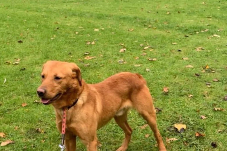Labrador Retriever - Dogs