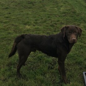 Labrador Retriever - Dogs