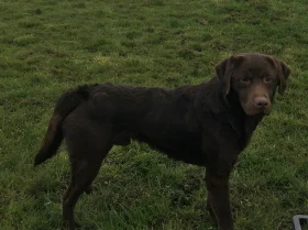 Labrador Retriever - Dogs