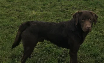 Labrador Retriever - Dogs
