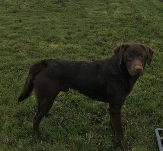 Labrador Retriever