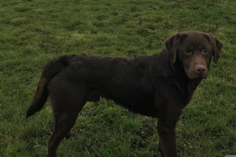 Labrador Retriever - Dogs