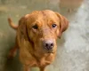 Labrador Retriever - Dogs