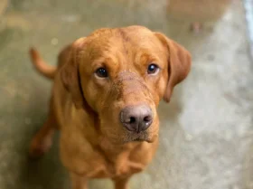 Labrador Retriever - Dogs
