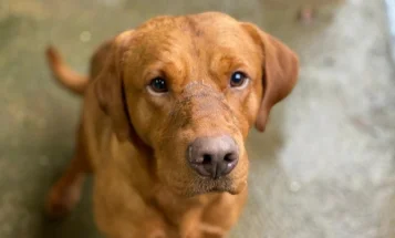 Labrador Retriever - Dogs