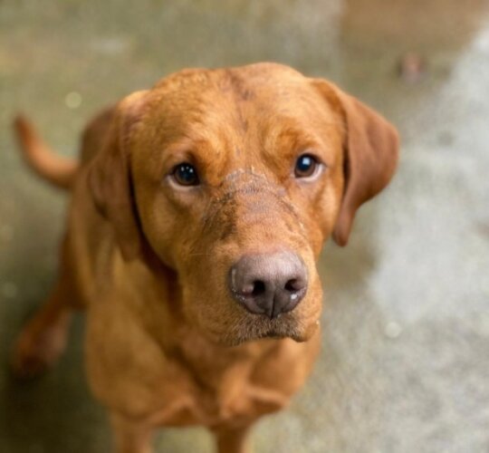 Labrador Retriever