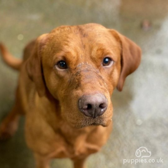 Labrador Retriever - Dogs