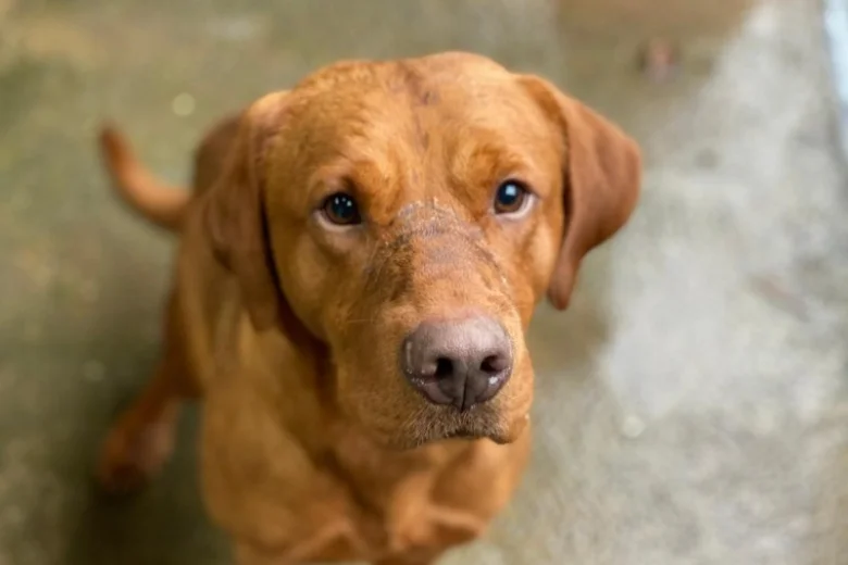 Labrador Retriever - Dogs