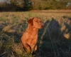 Labrador Retriever - Dogs