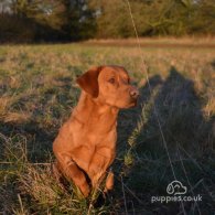 Labrador Retriever - Dogs