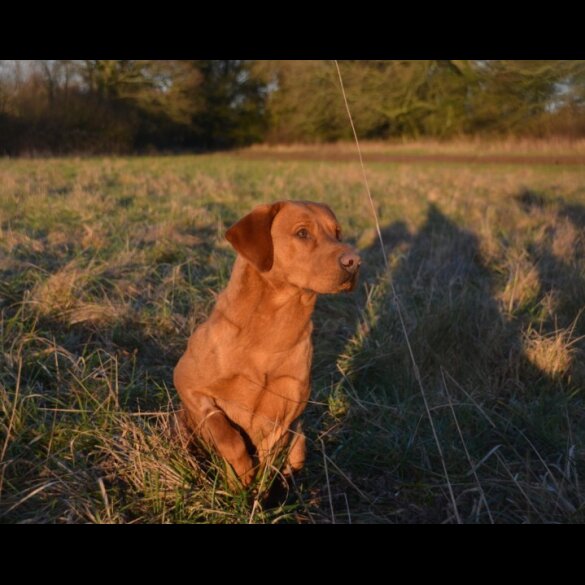 Labrador Retriever - Dogs