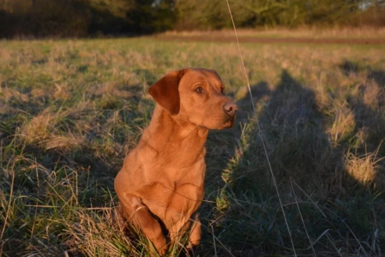 Labrador Retriever - Dogs