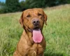 Labrador Retriever - Dogs
