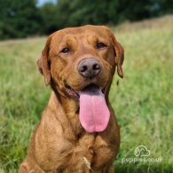 Labrador Retriever - Dogs