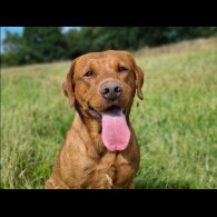 Labrador Retriever - Dogs