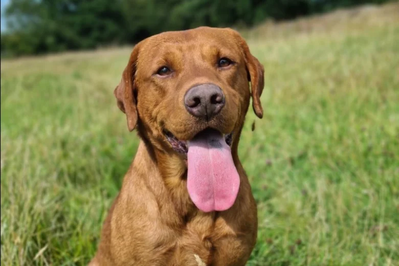 Labrador Retriever - Dogs