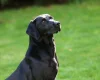 Labrador Retriever - Dogs
