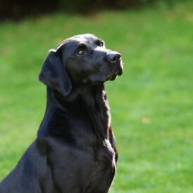 Labrador Retriever - Dogs