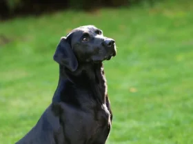 Labrador Retriever - Dogs