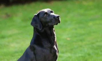 Labrador Retriever - Dogs