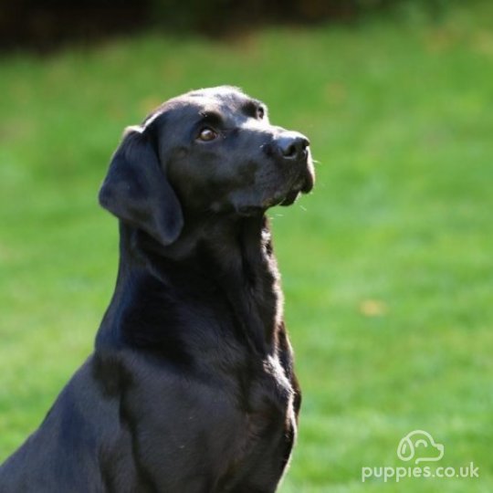 Labrador Retriever - Dogs