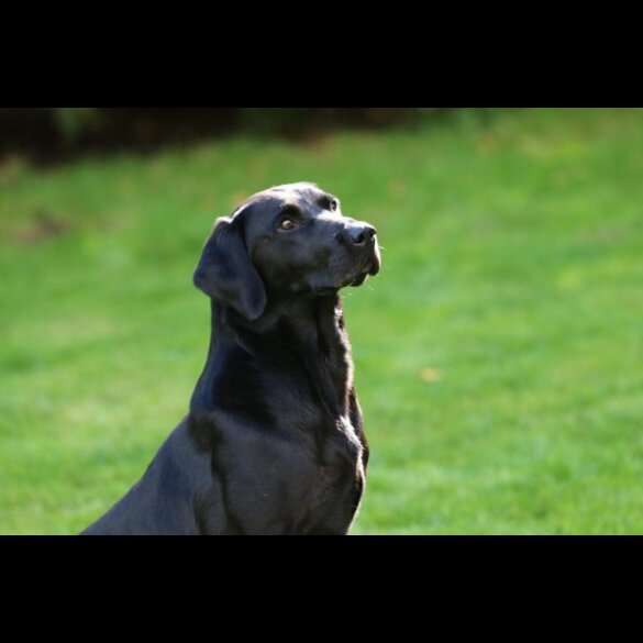 Labrador Retriever - Dogs