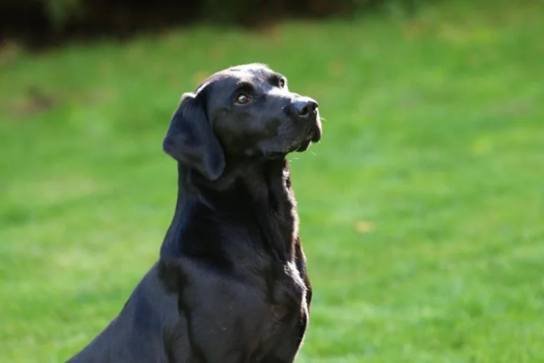 Labrador Retriever - Dogs
