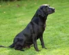 Labrador Retriever - Dogs