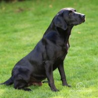 Labrador Retriever - Dogs