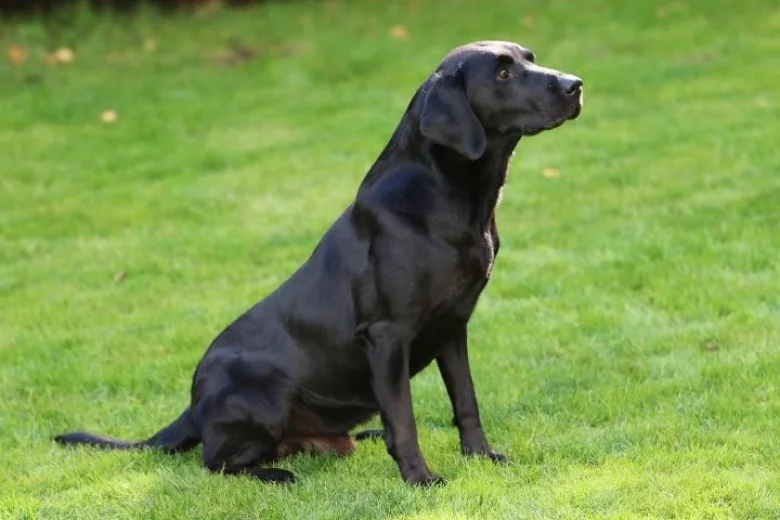 Labrador Retriever - Dogs