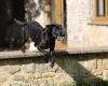 Labrador Retriever - Dogs