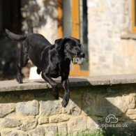 Labrador Retriever - Dogs