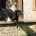 Labrador Retriever - Dogs