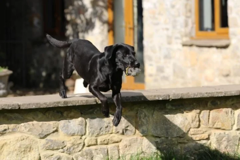 Labrador Retriever - Dogs