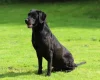 Labrador Retriever - Dogs