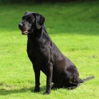 Labrador Retriever - Dogs