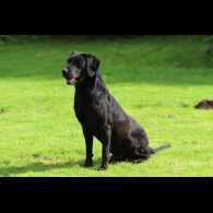 Labrador Retriever - Dogs