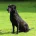 Labrador Retriever - Dogs