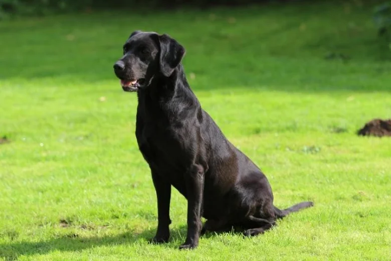 Labrador Retriever - Dogs