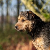 Lakeland Terrier - Dogs