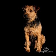 Lakeland Terrier - Dogs