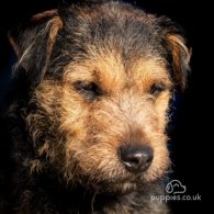 Lakeland Terrier - Dogs