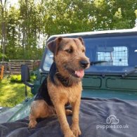 Lakeland Terrier - Dogs